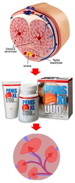 Penis XL Duo pénisznövelő tájékoztató